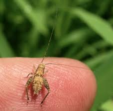 Contents 1 insects 2 theatre 3 sports and games … wikipedia. Gold Coast Cricket Insect Wiki Fandom