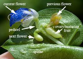 Image result for Commelina aspera