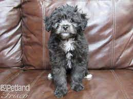 Most trusted source of maltipoo puppies for sale. Maltipoo Puppies Petland Frisco Tx