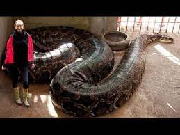 The First Creative Snake Trap Using Paiute Deadfall Trap That Work 100 By Smart Boy Youtube World S Largest Snake Snake Long Snake