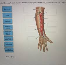May 31, 2021 · the deep back muscles, also called intrinsic or true back muscles, consist of four layers of muscles: Label The Superficial Back Deep Back And Upper Arm Chegg Com