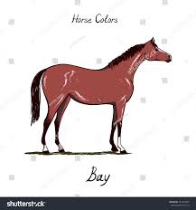 horse color chart on white equine royalty free stock image