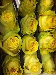 Bright Yellow Stardust Roses Florist Supplies Green Flowers Yellow Flowers