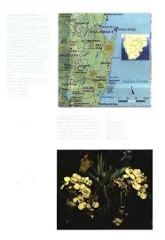 Image result for Pavetta vanwykiana