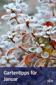 Gartentipps Fur Januar Garten Gartentipps Gartenkalender