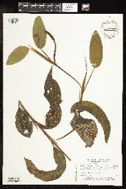 Image result for Potamogeton richardii