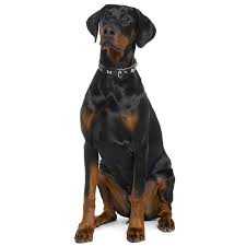 The six dogs were all named after famous bank robbers. Doberman Pinscher Dog Breed Information Temperament Health
