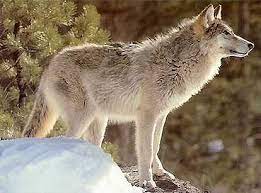 Great Plains Wolf