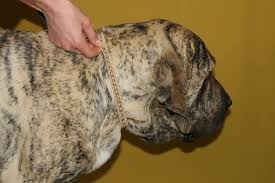 Check spelling or type a new query. Proper Way To Put Dog S Collar Required Space Between Dog S Neck And Collar