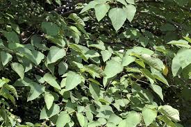 Image result for Broussonetia papyrifera