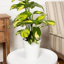 Image result for Sericanthe