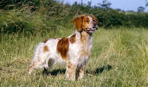 Years ago i stared out with a young female brittany pup that sparked my interest in upland bird hunting and hunting behind a good bird dog. Adopt A Dog Save Our Spaniels