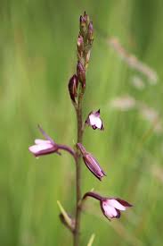 Image result for Eulophia hians