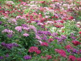 Image result for Pentas lanceolata