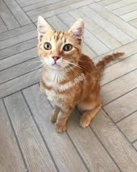 Minik Acilen Yuva Ariyor Kopek Turleri Evcil Hayvan Bakimi Kedi