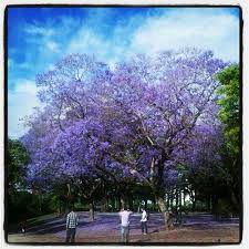 Jacaranda Plazasanmartin Buenosaires Toowoomba Jacaranda Tree Best Places To Live