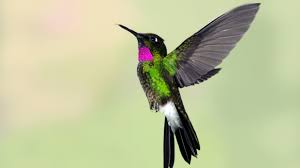 No hummingbirds live in hawaii. 9 Adorable Facts About Hummingbirds Mental Floss