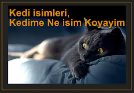 Kedi Isimleri Kedime Ne Isim Koyayim Feseyekfikehumullahu Ve Huvessemiul Alim