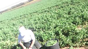 Mai multe detalii la tel si whats app 0034693588250 0744136260. 1 160 De Locuri De MuncÄ La Cules De MazÄre CÄpÈuni Èi RoÈii In Danemarca Portugalia Spania Èi Olanda Oltenii AÈteptaÈi SÄ Se Inscrie Realitatea Oltului