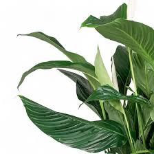 Image result for Spathiphyllum