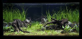 Hannover 2011 Xl Nature Aquarium Planted Aquarium Aquascape