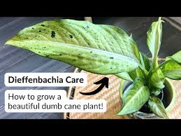Image result for beautiful dieffenbachia