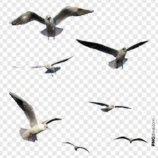 Birds Flying In The Sky Png Pin By Valdinei Sarto On Birds Png Image Birds Flying Birds People Cutout