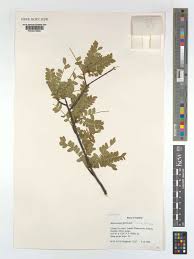 Image result for Haplocoelum