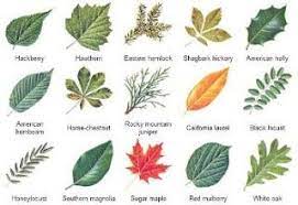 Skim coating is a great way to refresh your ceiling again! Room To Grow Making Early Childhood Count Book Of The Day Activities Autumn Trails Leaf Identification Tree Identification Leaf Types