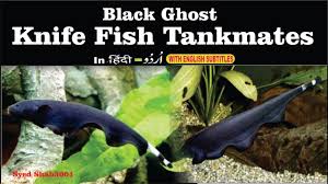 On average, these fish can grow to be up to 20 inches in size, and in also, these fish can be somewhat shy, and if it is not yet acclimatized to its new home, it may hide during night time feedings and wait until you are gone to eat. Black Ghost Knife Fish Tankmates In Hindi Urdu English Sub Youtube