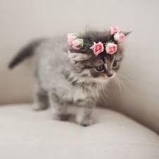 Kitty Flower Crown Cats Cute Animals Kittens Cutest Pretty Cats