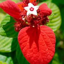 Image result for Mussaenda elegans