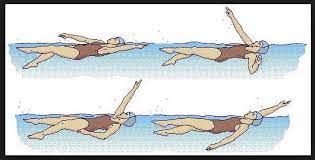 Macam Macam Gaya Renang Beserta Gambar Dan Tekniknya