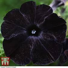 We did not find results for: Petunia Back To Black Thompson Morgan