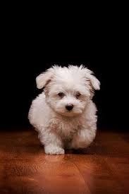 Irany Apc Adli Kullanicinin Gone To The Dogs Panosundaki Pin Sevimli Kopek Yavrulari Yavru Kopek Bebek Kopekler