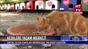 Antalya Kedi Evleri Haberturk Youtube