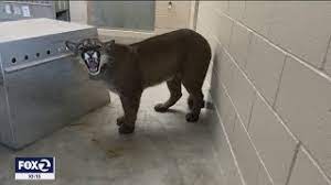 Deadly Fight Between Mountain Lions Partially Caught On Video - Youtube