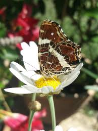 Schmetterling Landkartchen Heimische Schmetterlinge Schmetterling Insekten Ameisen