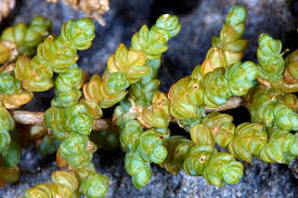 Image result for Caroxylon littoralis