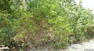 Image result for Colubrina asiatica