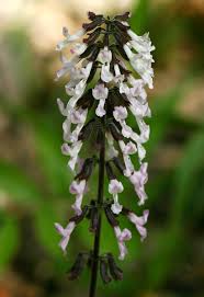 Image result for Orthosiphon thymiflorus