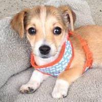 If you're looking for a free pet, or one at low cost, check out the 10 cutest dogs and cats i found on the deep east texas craigslist page. Free Animals On Craigslist Home Facebook