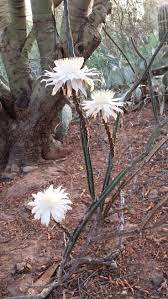 Queen11 Jul 14 Jpg Desert Botanical Garden Cactus Plants Planting Flowers