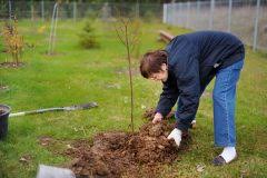 Selbst im eigenen garten darf man nicht so einfach bäume umsägen. Baume Fallen Auf Dem Privatgrundstuck Darf Man Das
