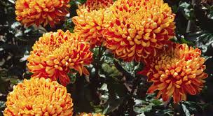 Maybe you would like to learn more about one of these? Top 18 Des Plantes Qui Resistent A Tout