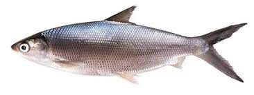 Umpan Jitu Ikan Bandeng Genyo Id