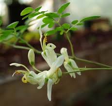 Image result for Moringa oleifera