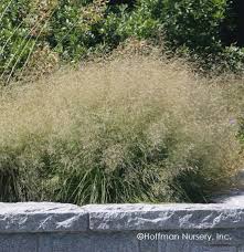 Image result for Deschampsia