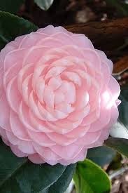 Buy The Best Cold Hardy Camellia Plants That Will Grow In Usda Zone 7 From Wilson Bros Gardens Since 19 Pansies Flowers Spring Garden Flowers Florida Flowers