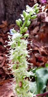 Image result for Anredera